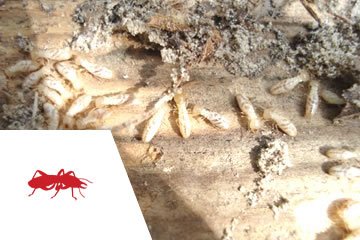 Ddgel Descupinização em São Paulo SP